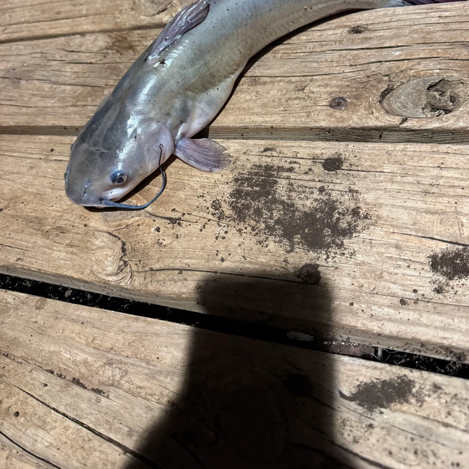 Channel catfish caught on Fishbrain