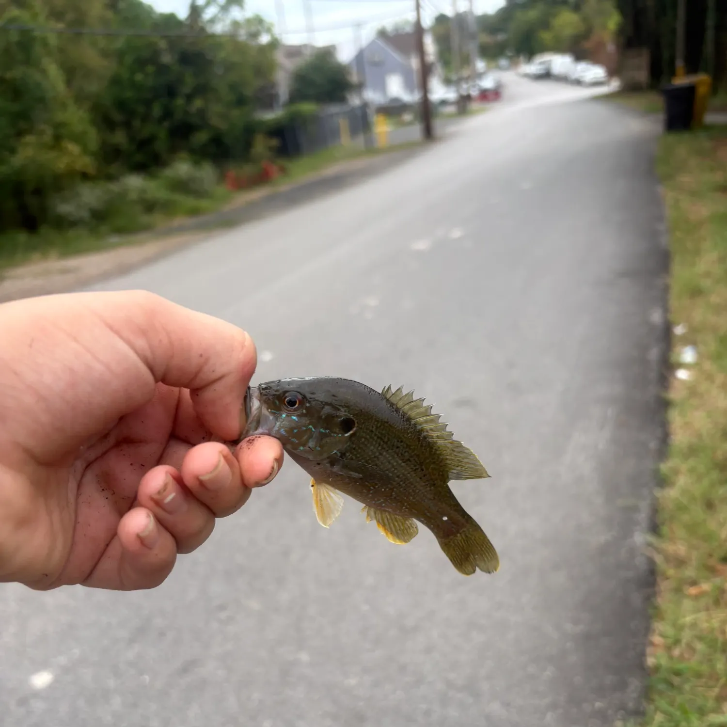 Green sunfish caught on Fishbrain