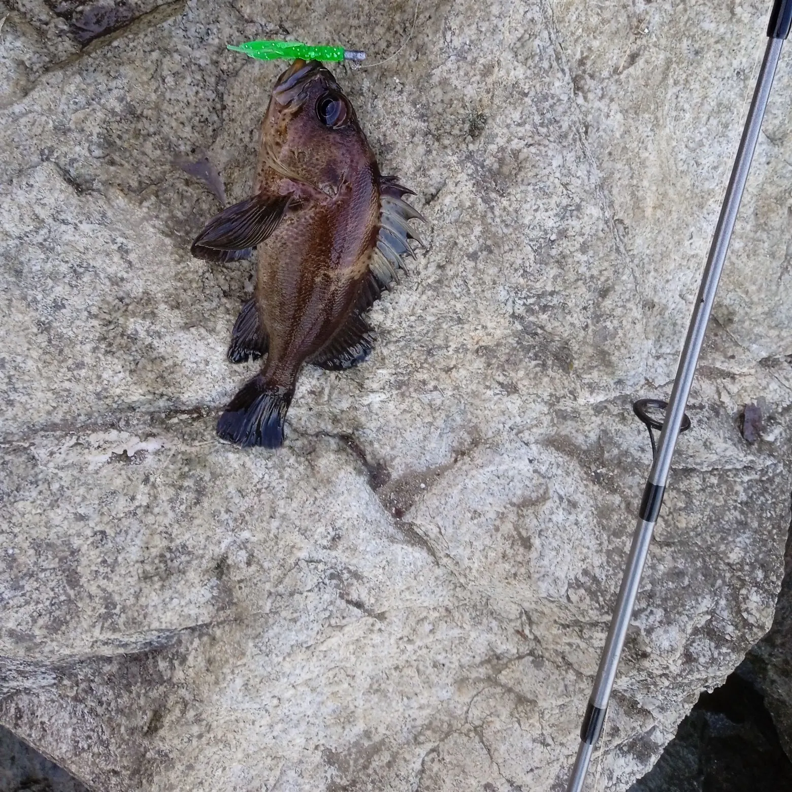 The most recent Quillback rockfish catches on Fishbrain