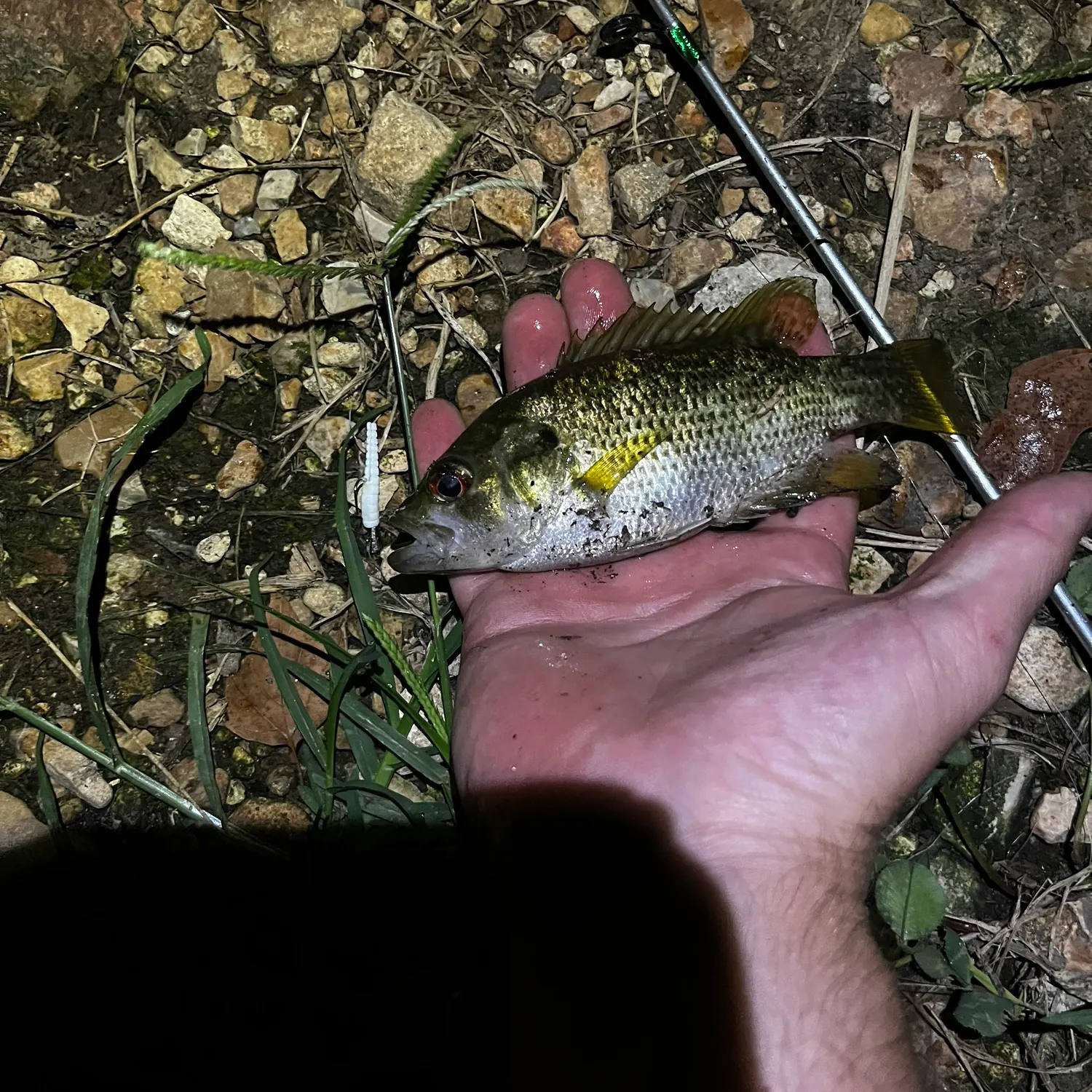 Rock bass caught on Fishbrain