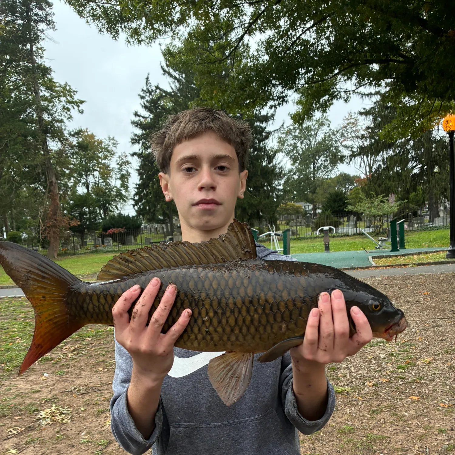 Common carp caught on Fishbrain