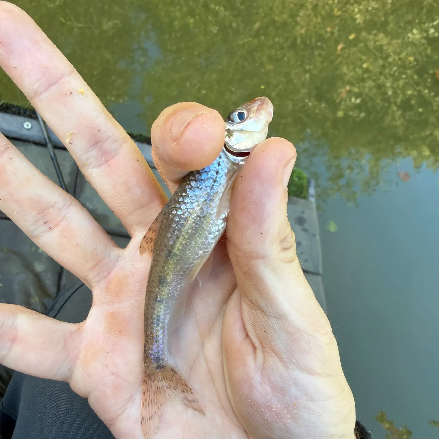 Gudgeon caught on Fishbrain