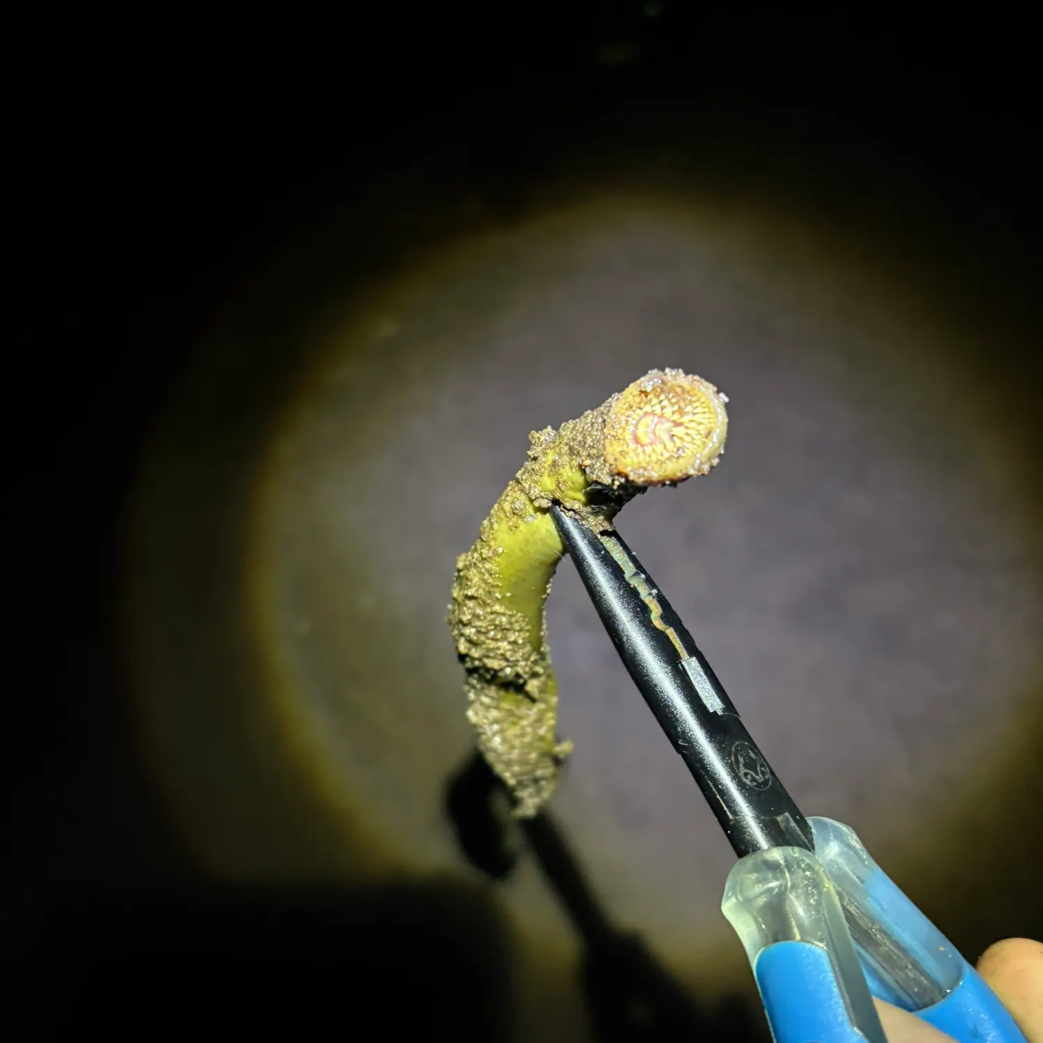 Sea lamprey caught on Fishbrain