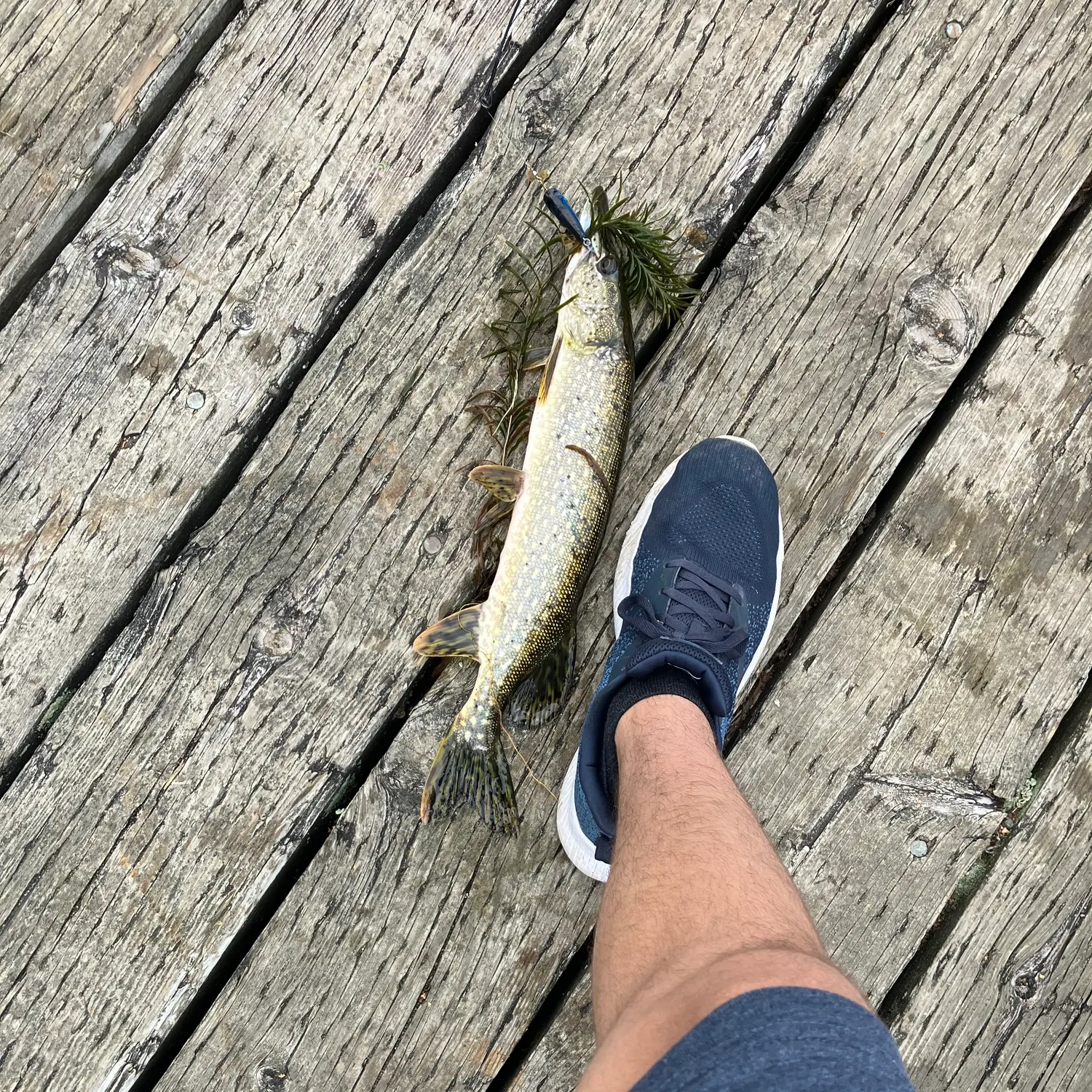Northern pike caught on Fishbrain