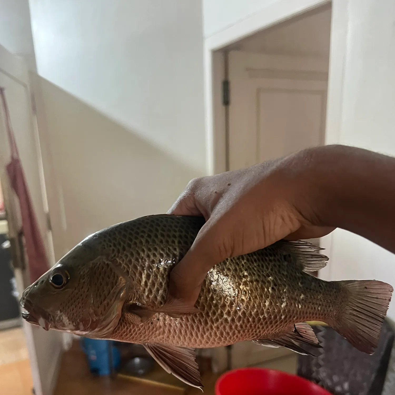 Mangrove red snapper caught on Fishbrain