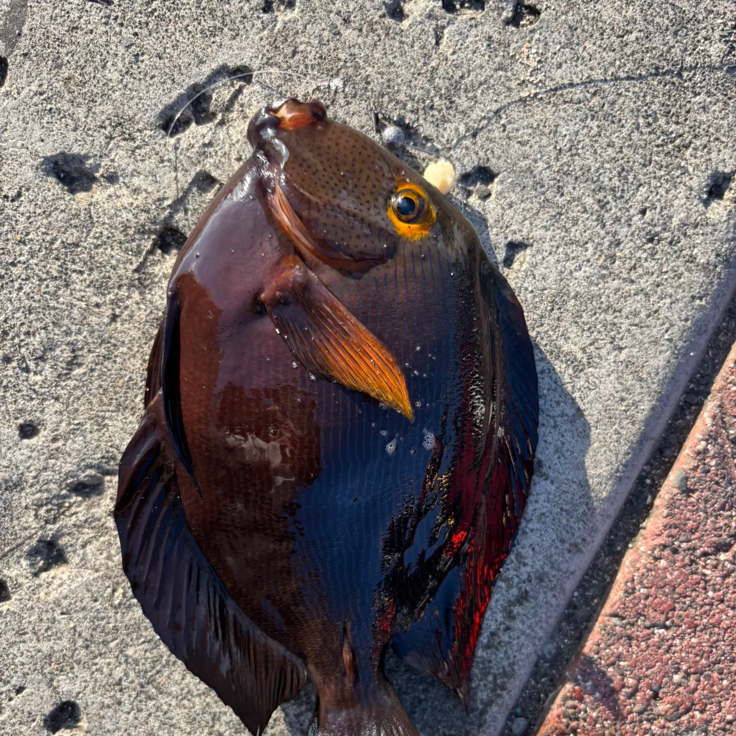 The most recent Brown surgeonfish catches on Fishbrain