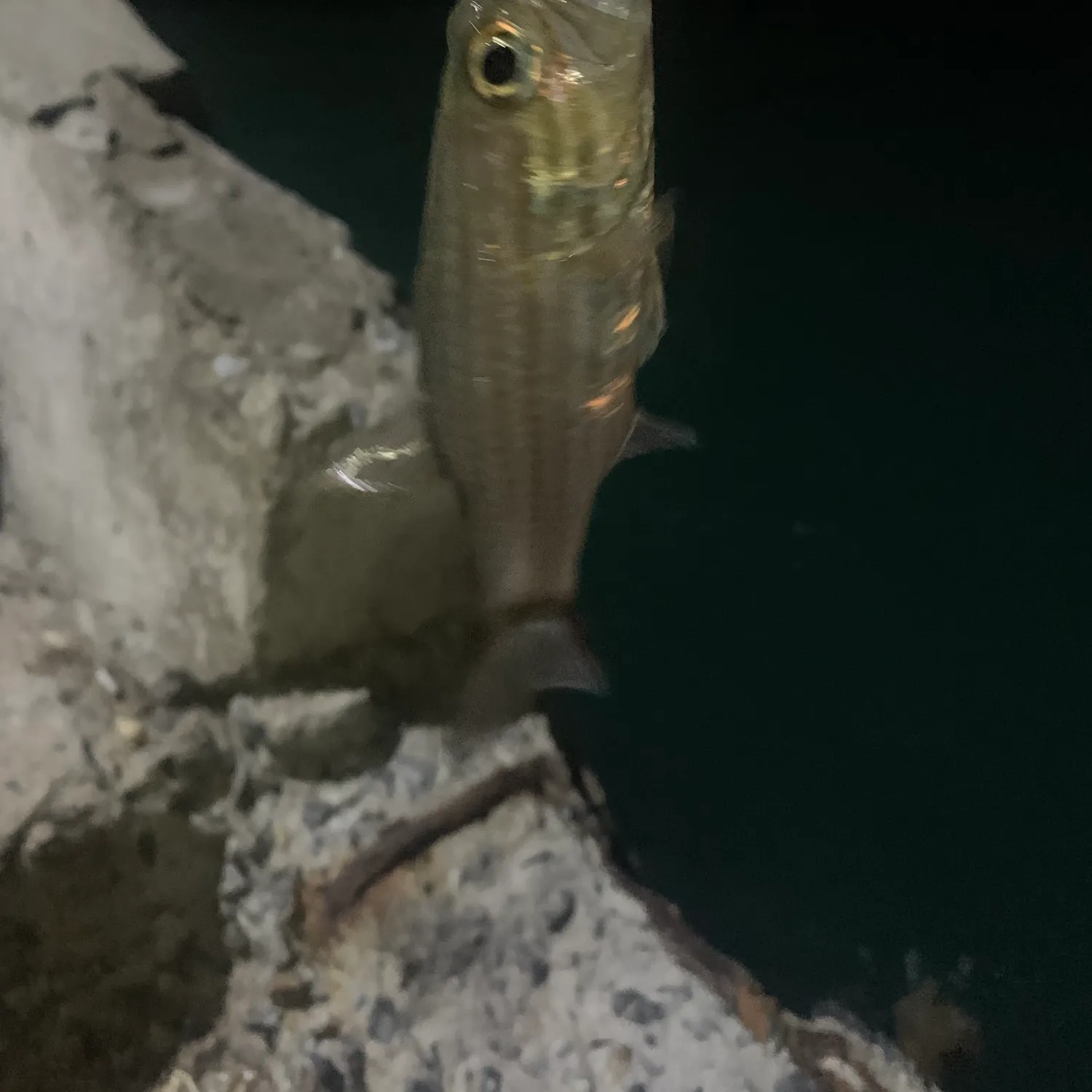 The most recent Wolf cardinalfish catches on Fishbrain