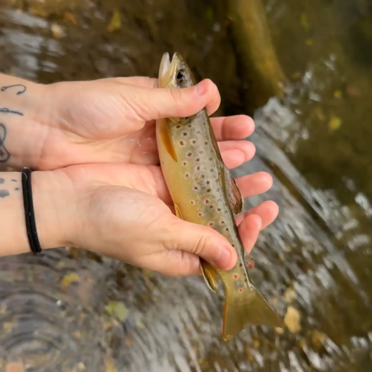Brook trout caught on Fishbrain