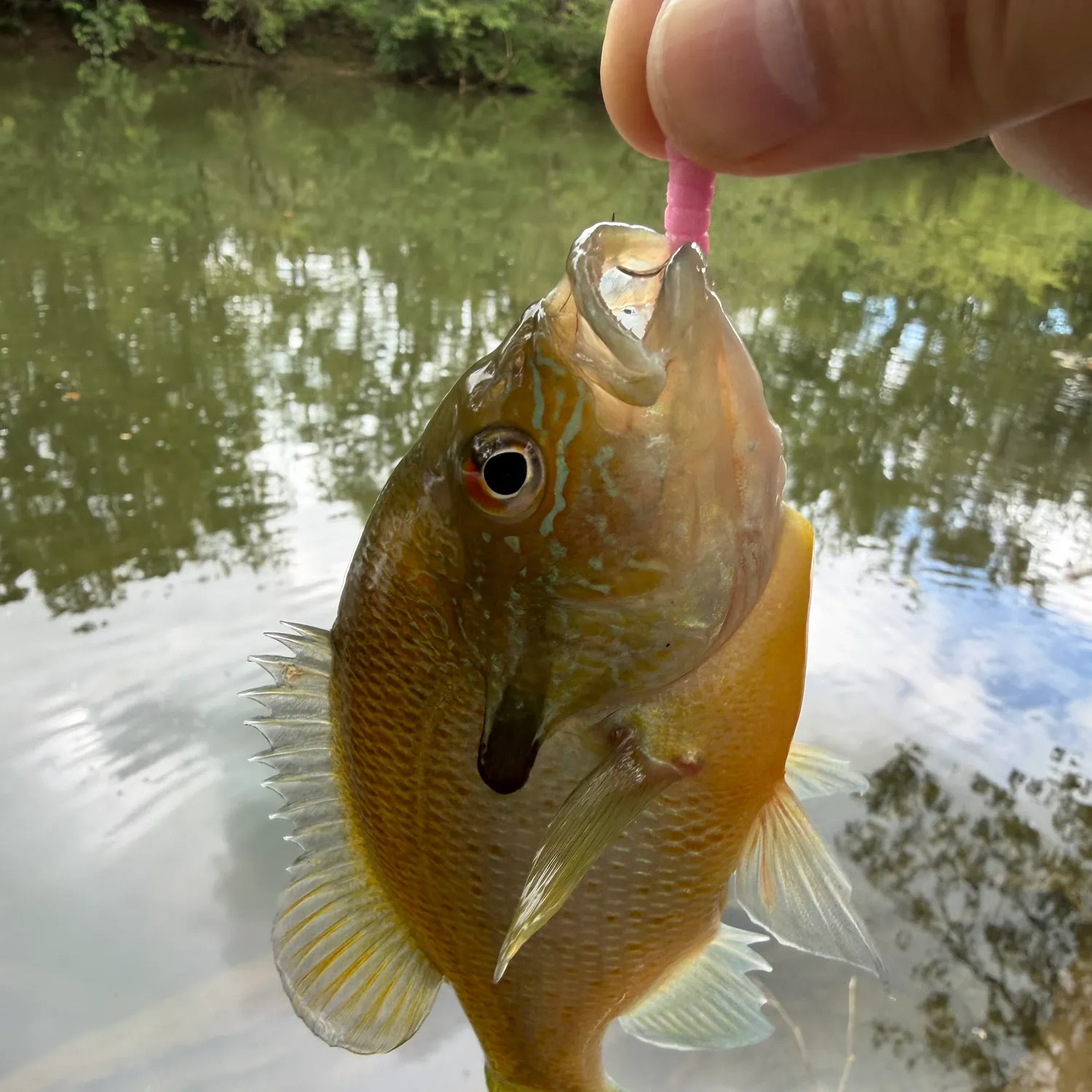 Redbreast sunfish caught on Fishbrain