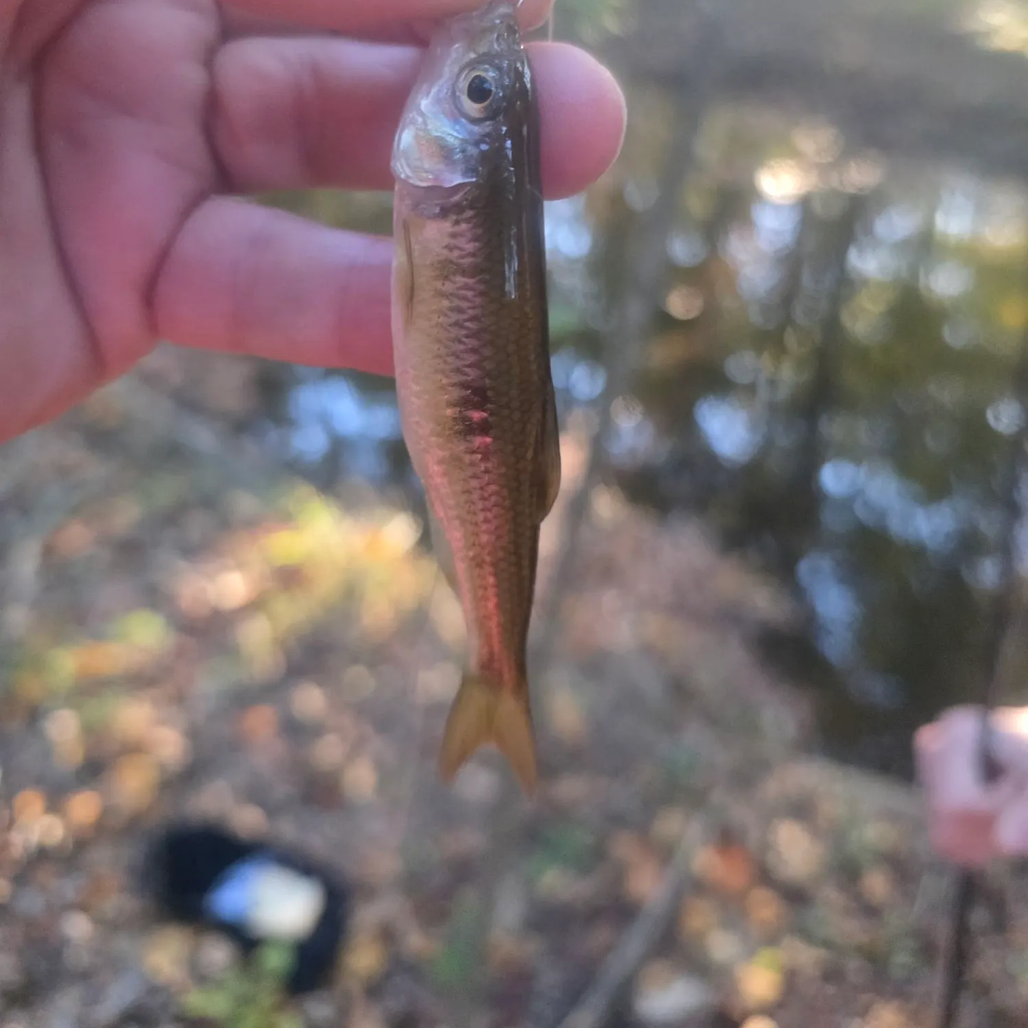 The most recent Common shiner catches on Fishbrain