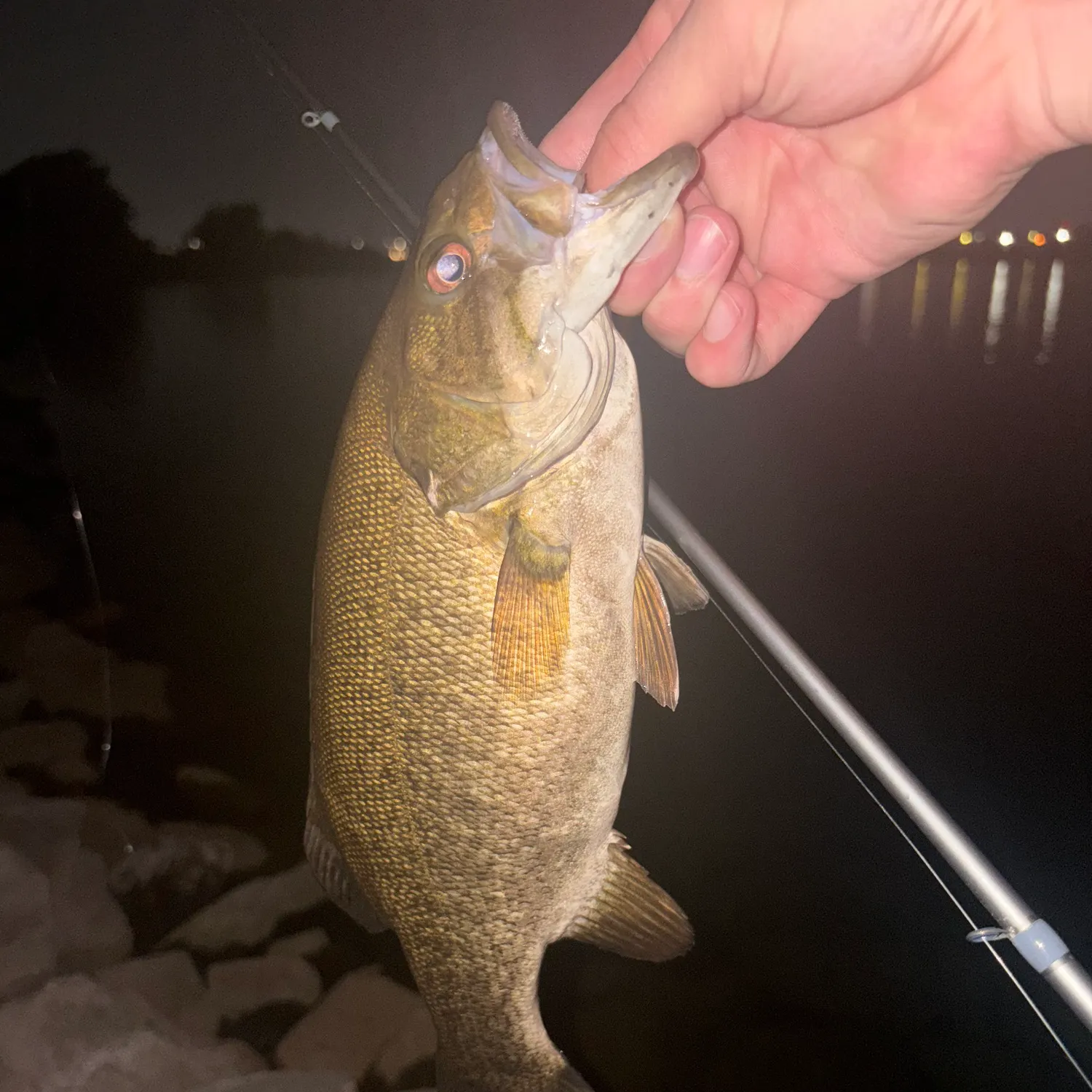 Smallmouth bass caught on Fishbrain