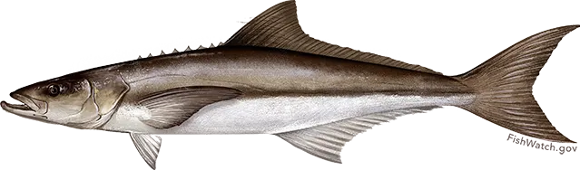 Cobia