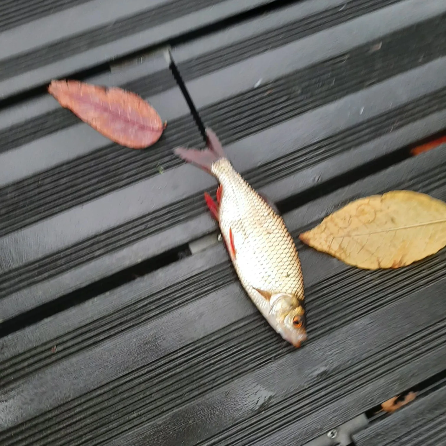 Common rudd caught on Fishbrain