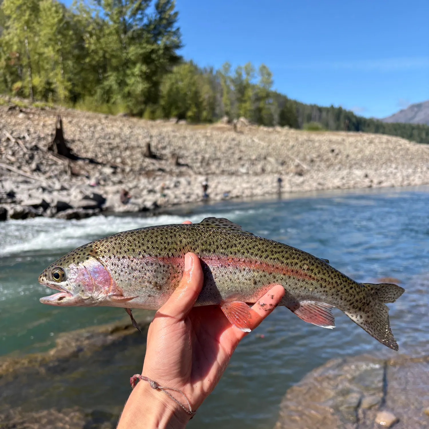 Rainbow trout caught on Fishbrain