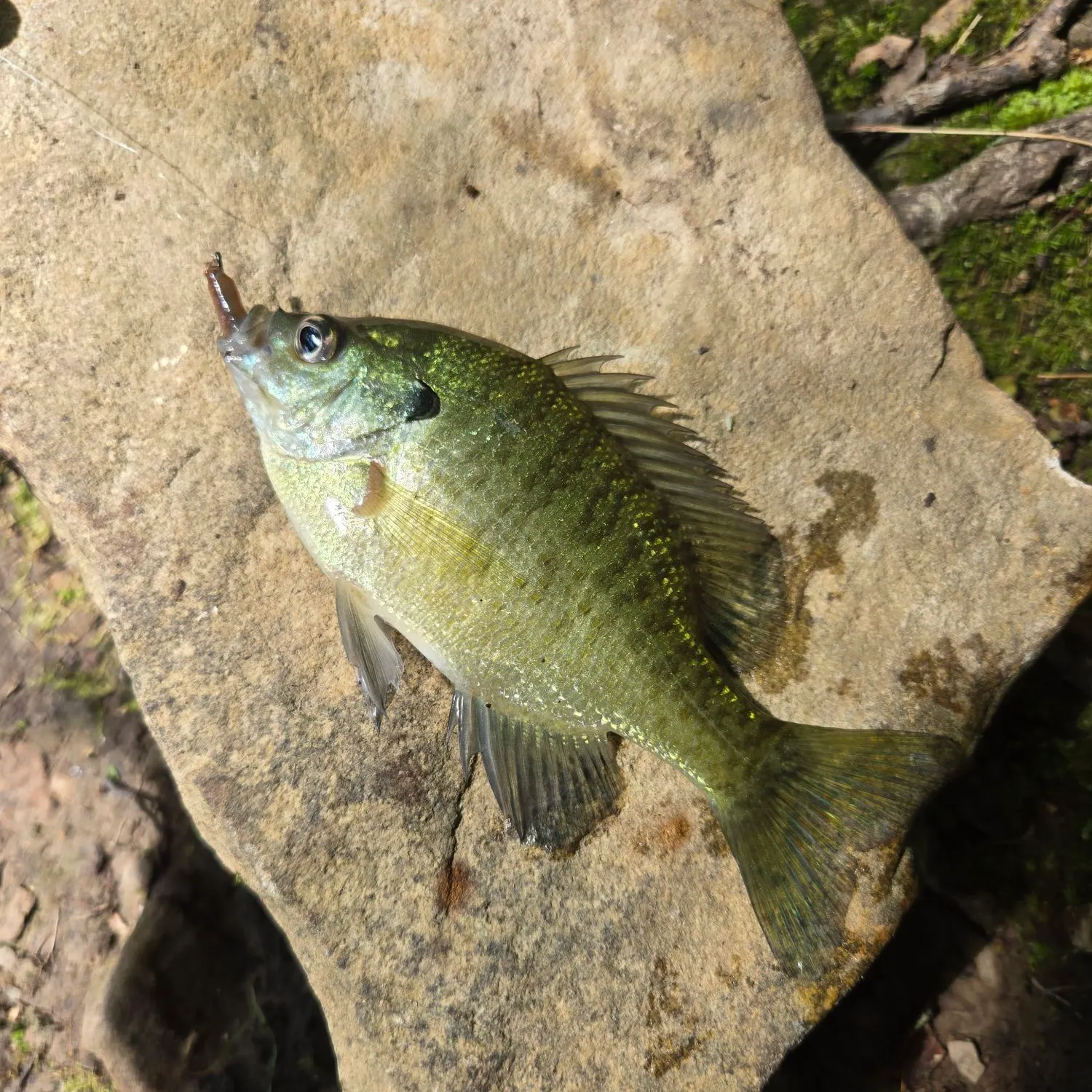 Bluegill caught on Fishbrain