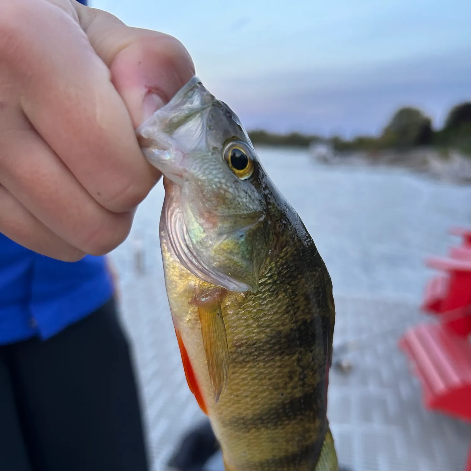 Yellow perch caught on Fishbrain
