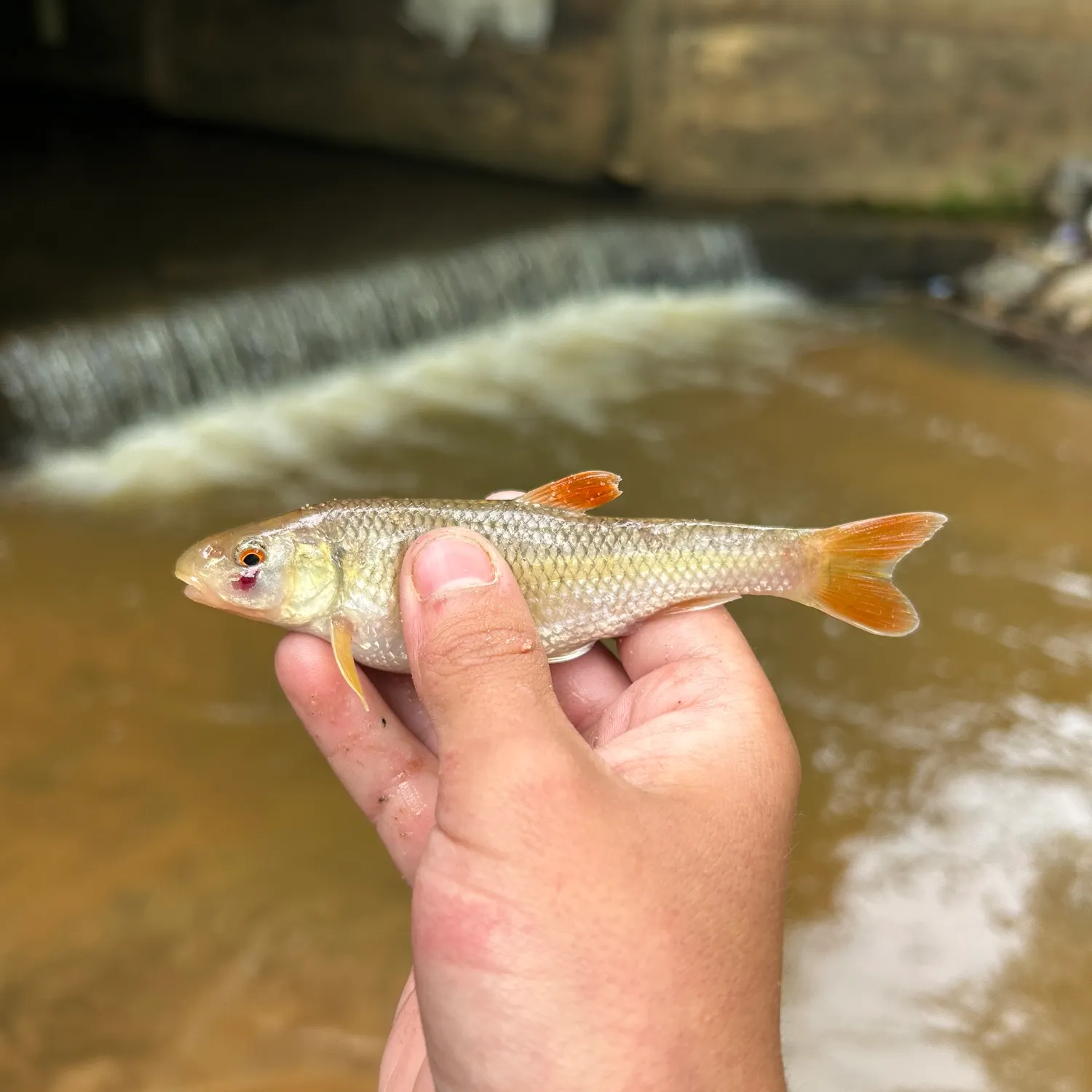 The most recent Redtail chub catches on Fishbrain