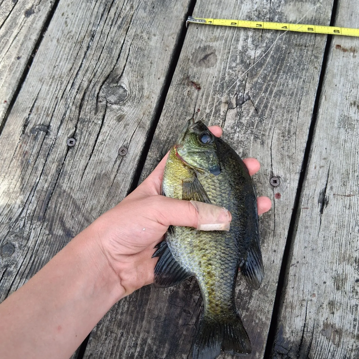 Bluegill caught on Fishbrain