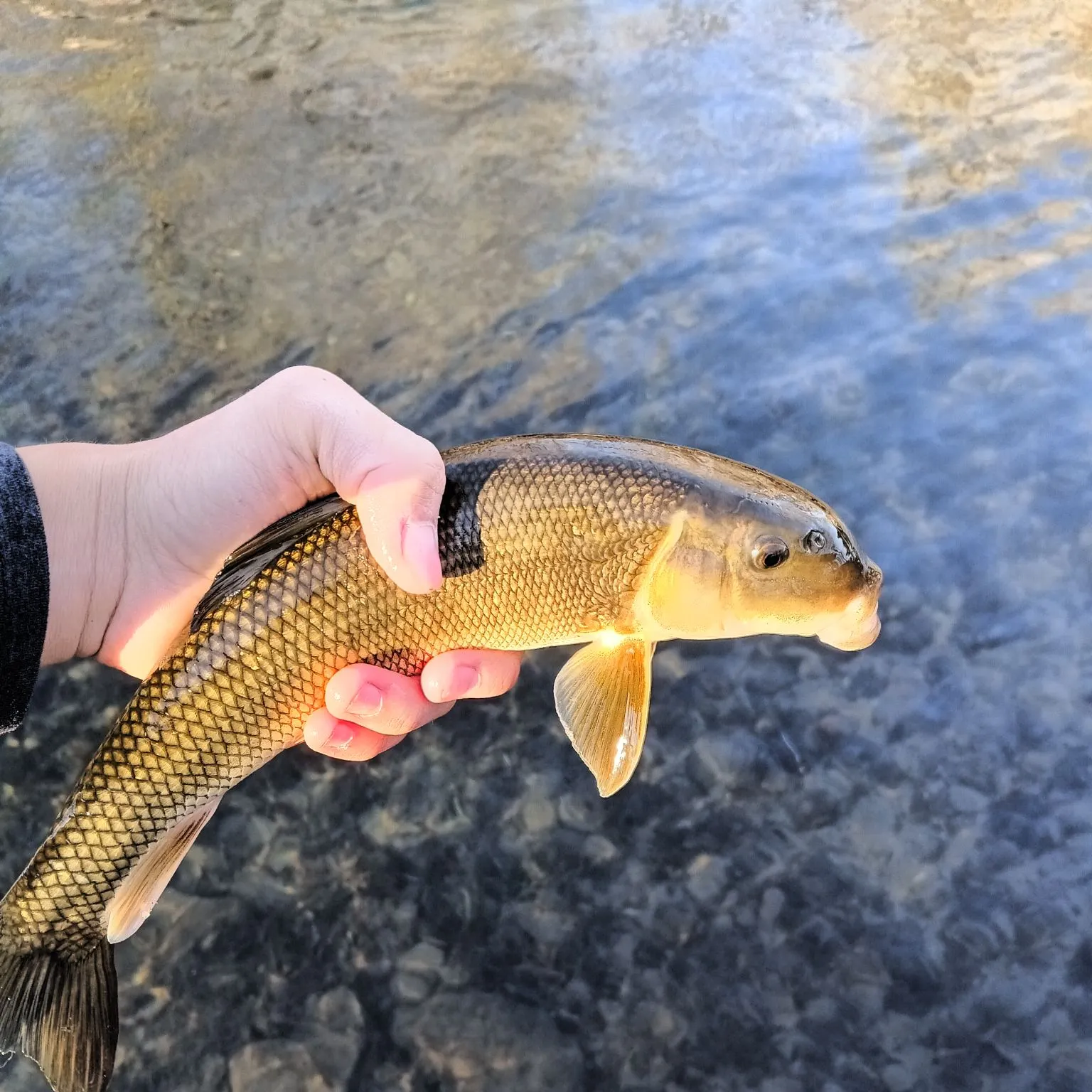 The most recent White sucker catches on Fishbrain