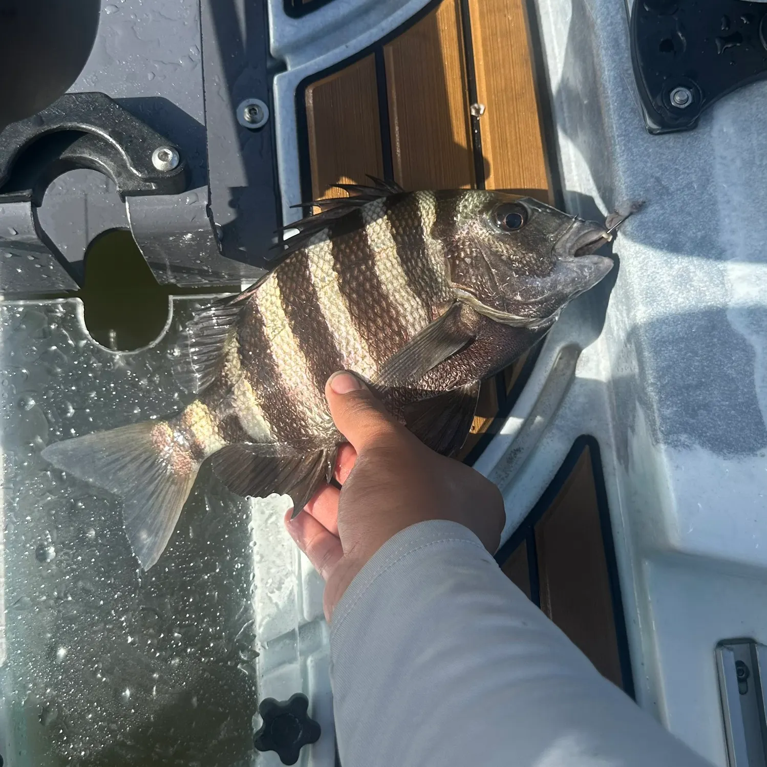 The most recent Sheepshead catches on Fishbrain