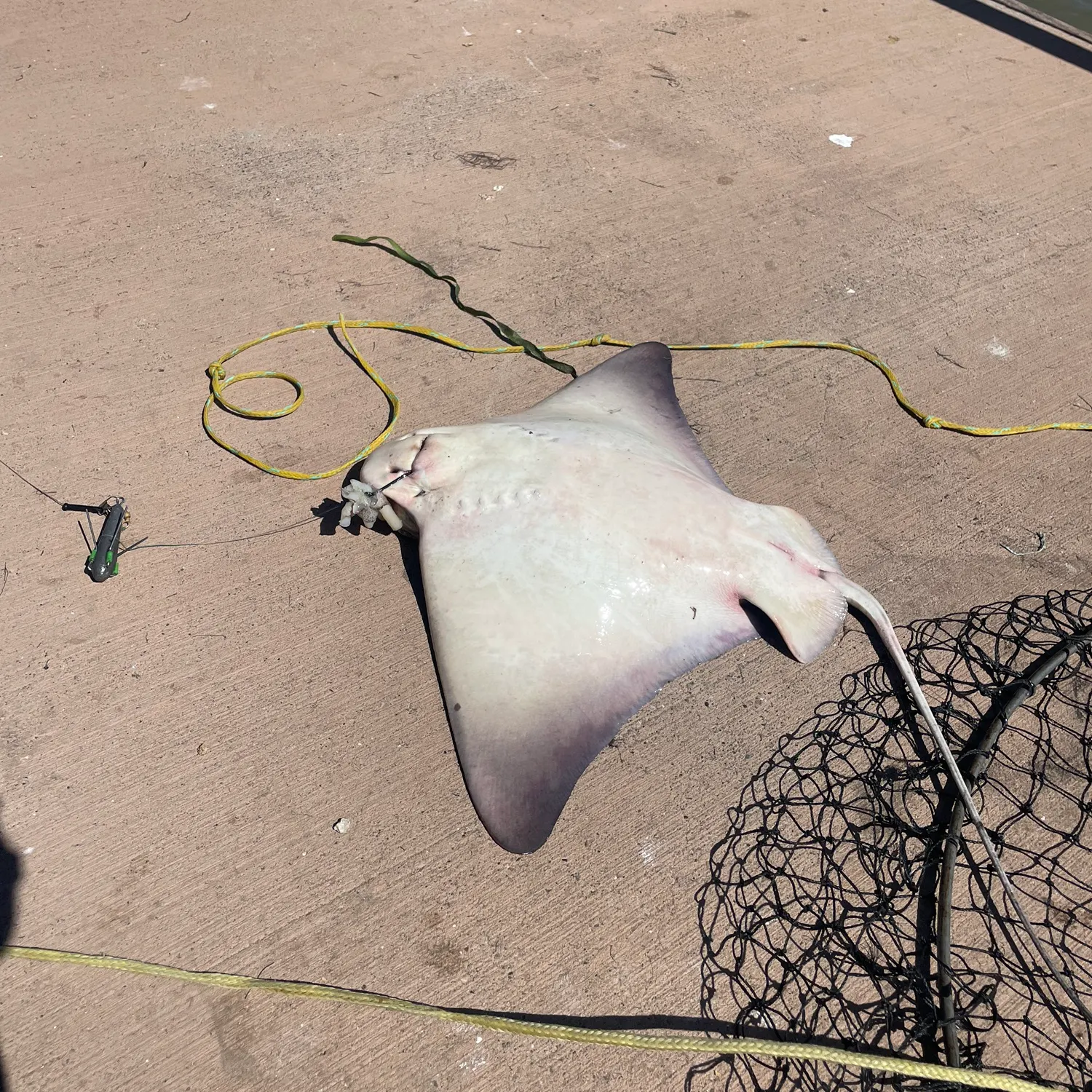 Bat eagle ray caught on Fishbrain