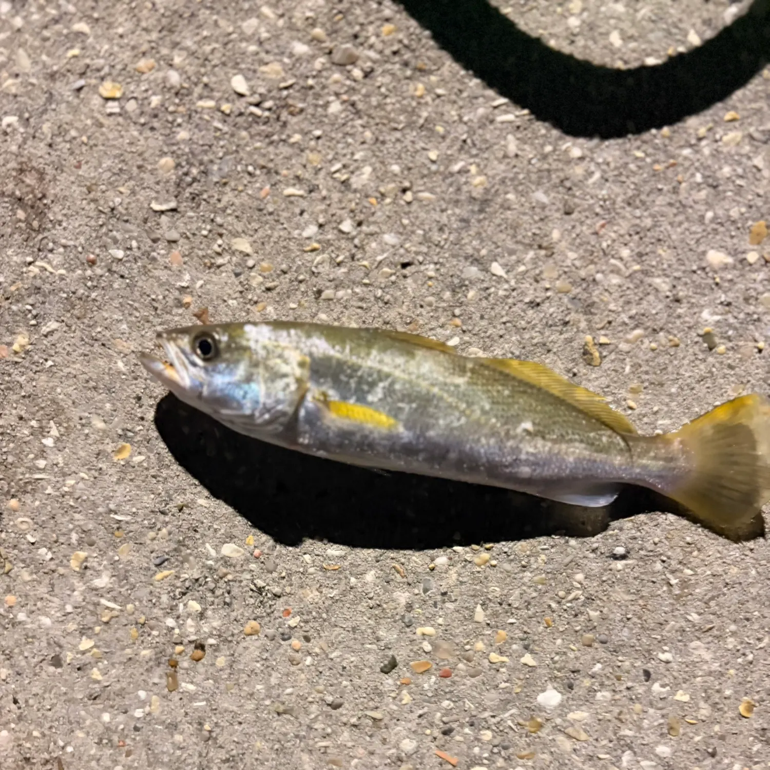 Sand seatrout caught on Fishbrain