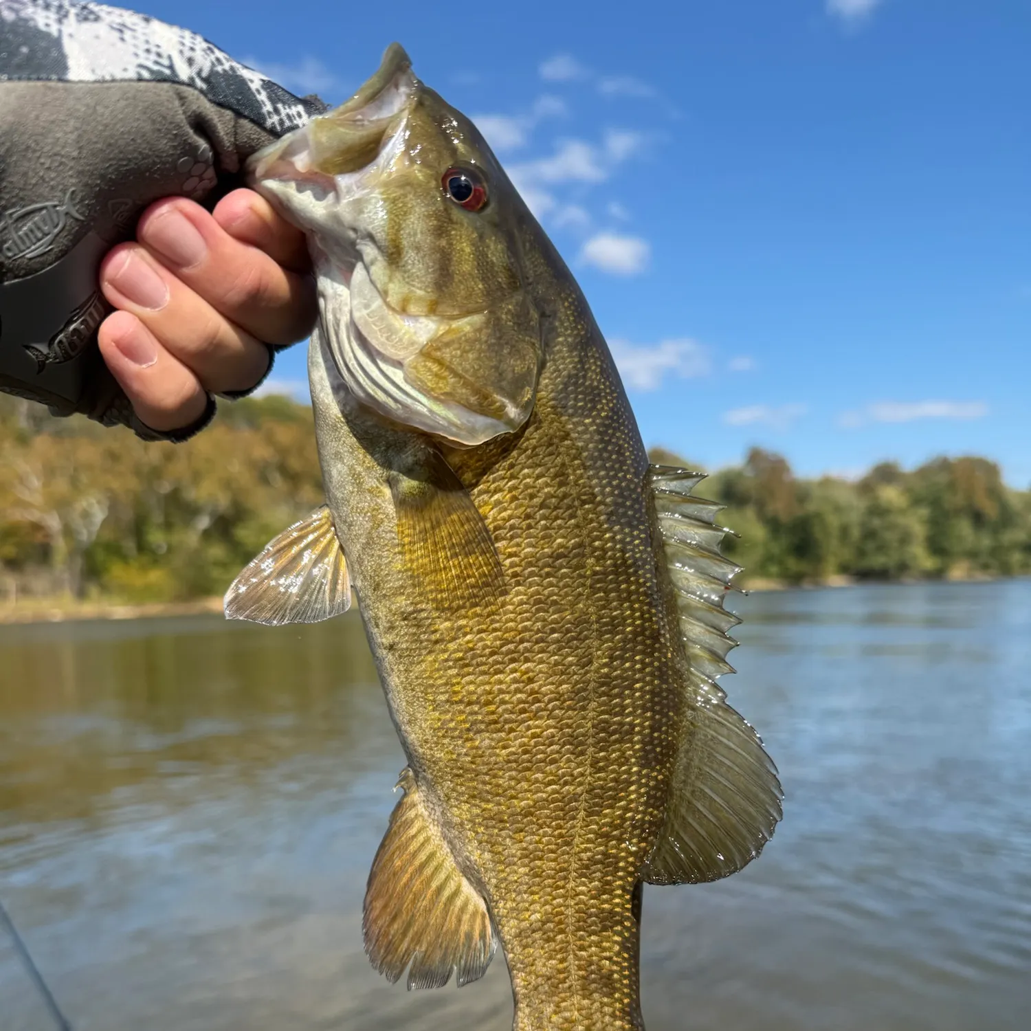 Smallmouth bass caught on Fishbrain