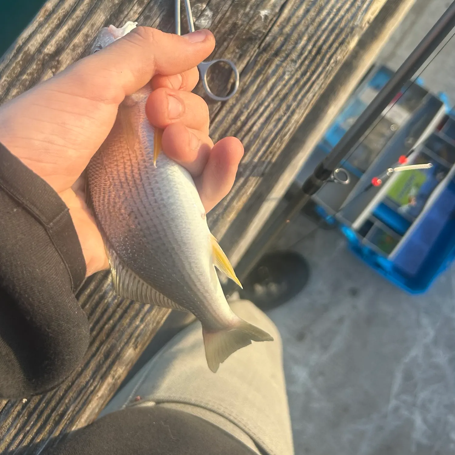 Yellowfin croaker caught on Fishbrain
