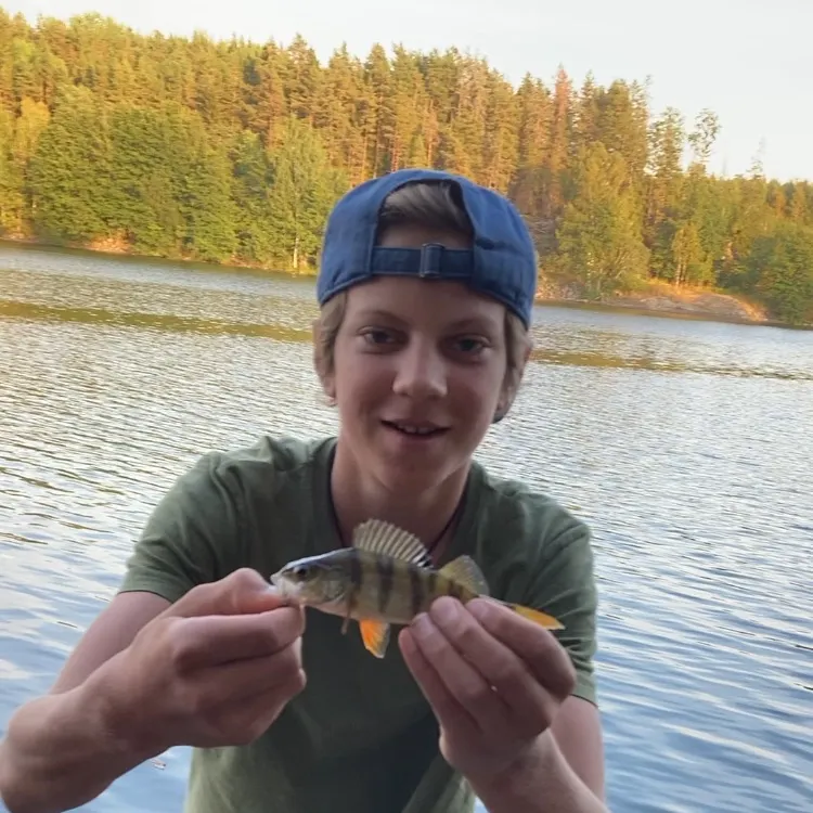European perch caught on Fishbrain