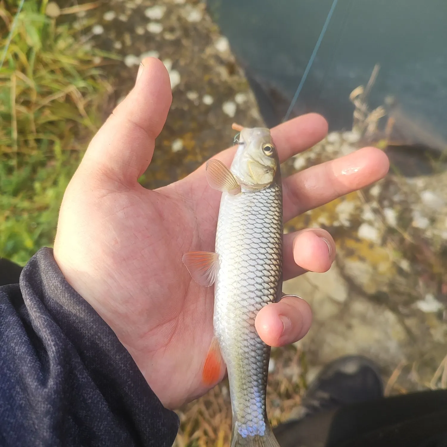 The most recent European chub catches on Fishbrain