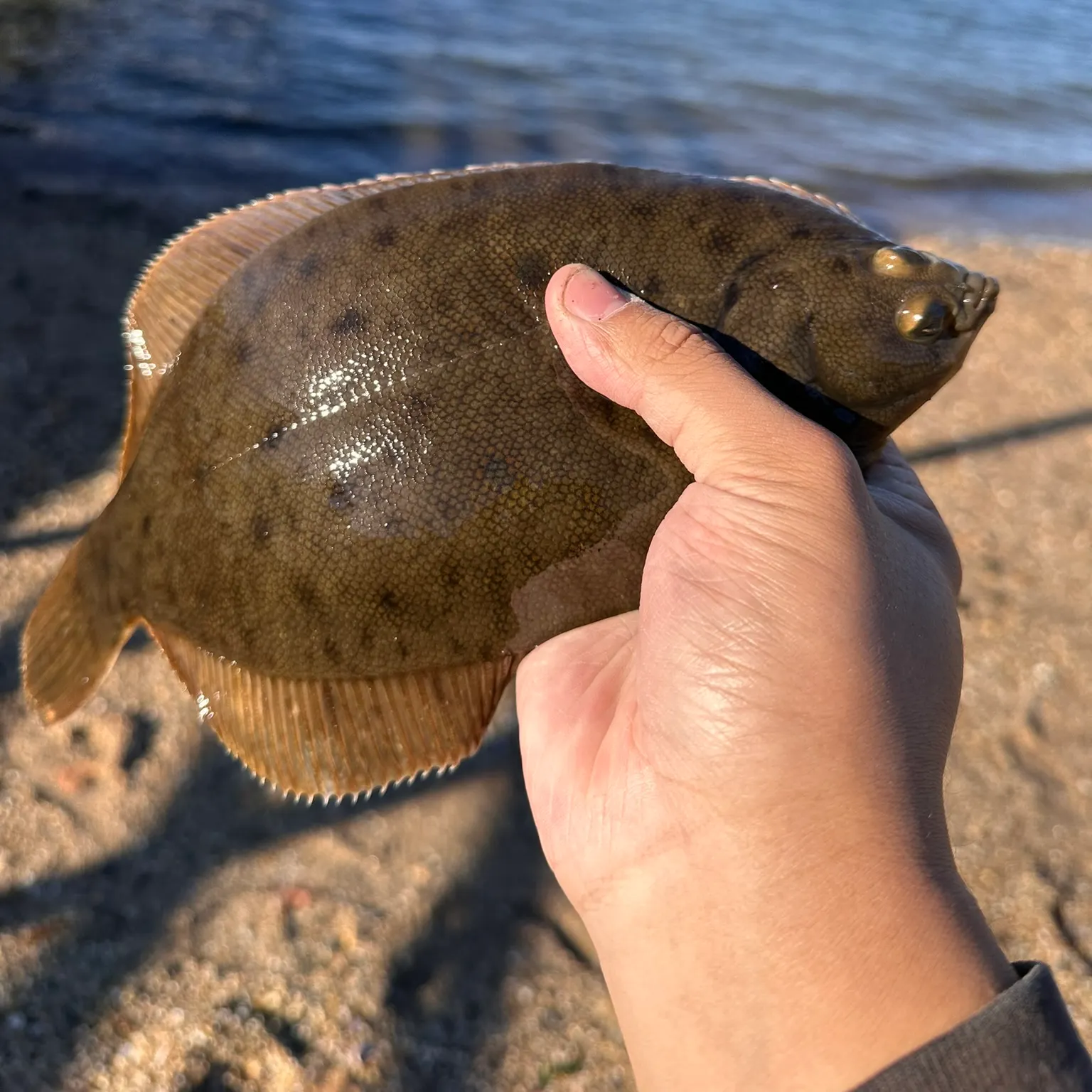 The most recent Winter flounder catches on Fishbrain