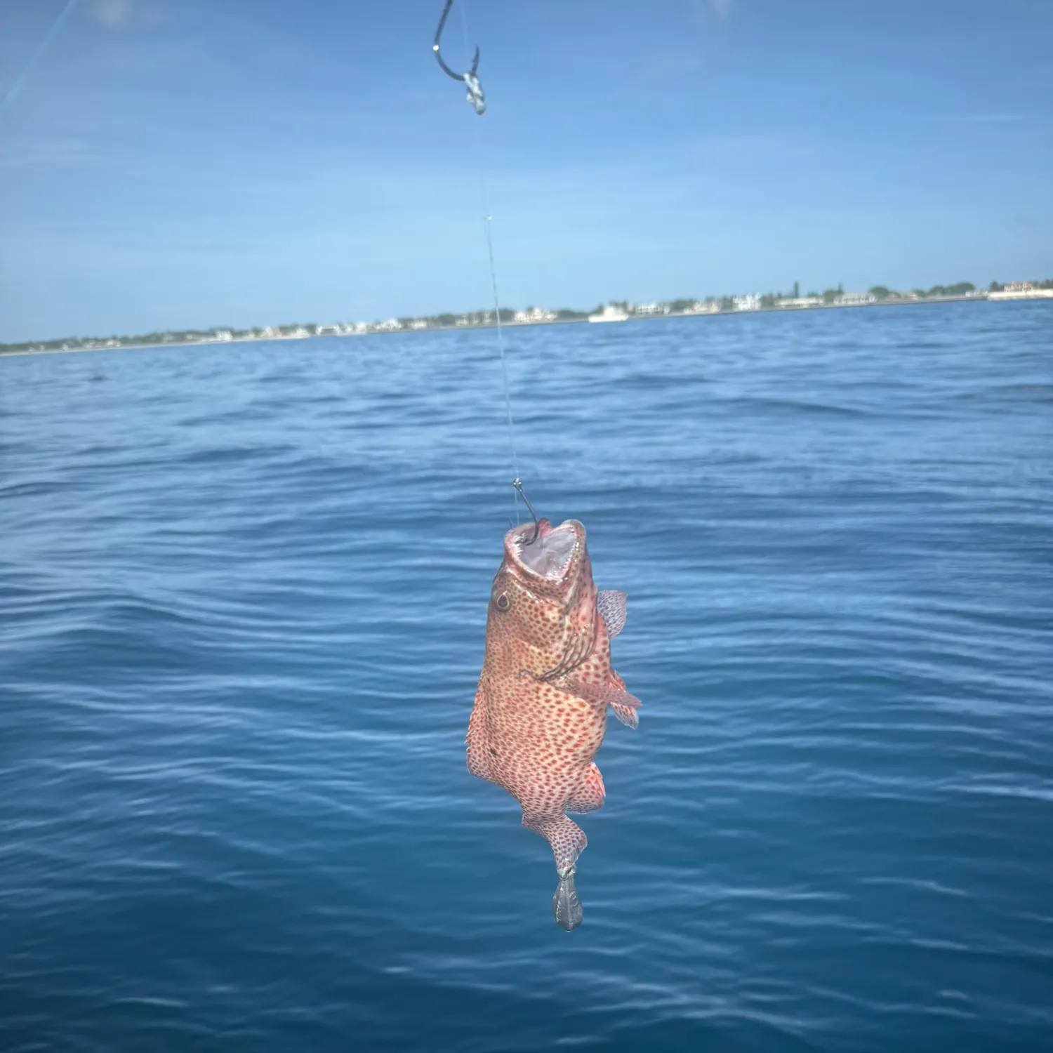 The most recent Speckled hind catches on Fishbrain