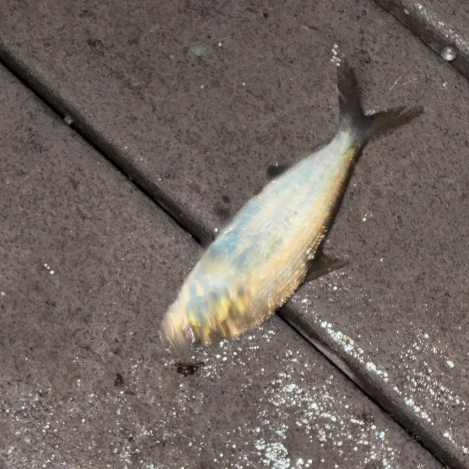 The most recent American gizzard shad catches on Fishbrain