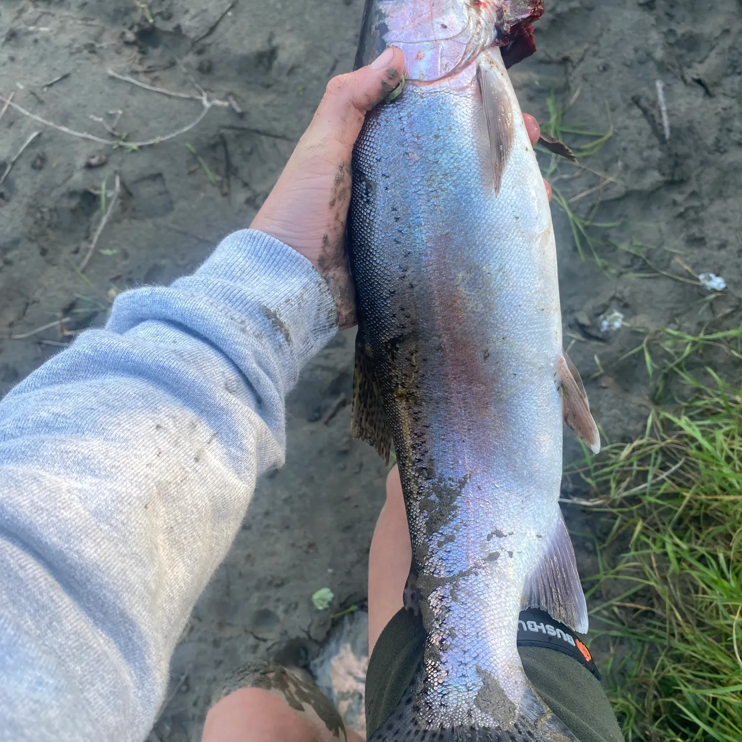 Rainbow trout caught on Fishbrain