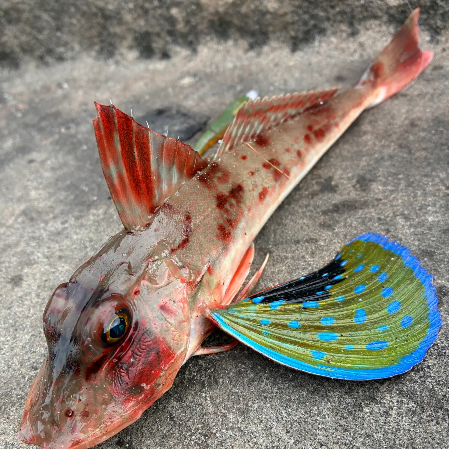 The most recent Red gurnard catches on Fishbrain