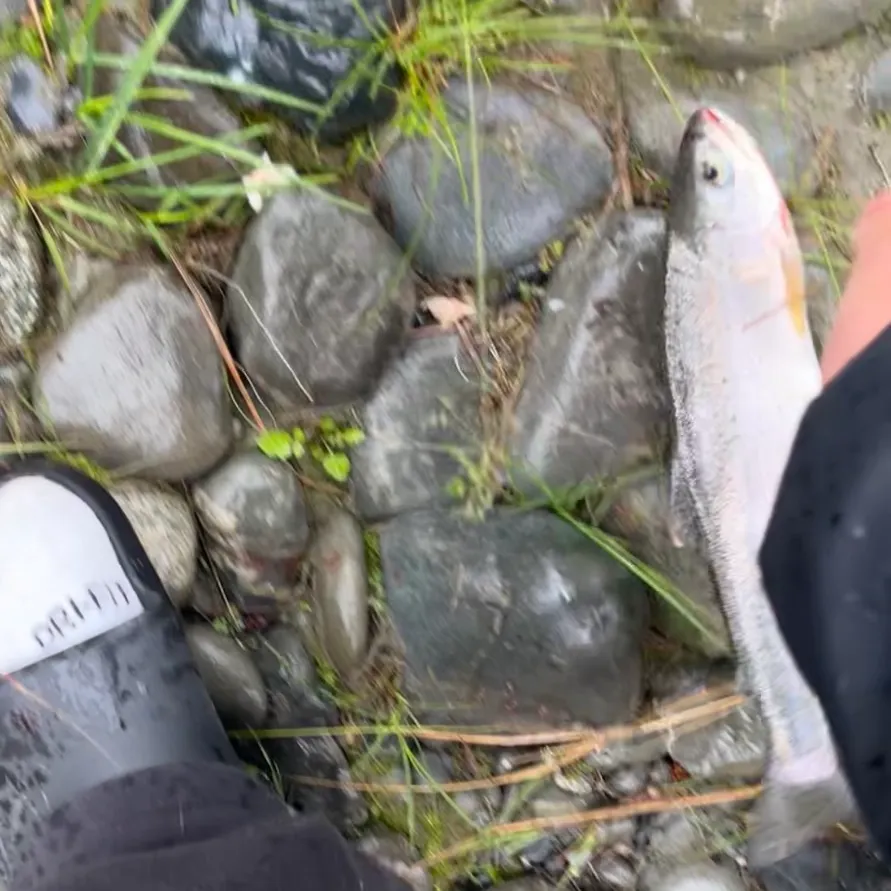 The most recent Dolly varden catches on Fishbrain