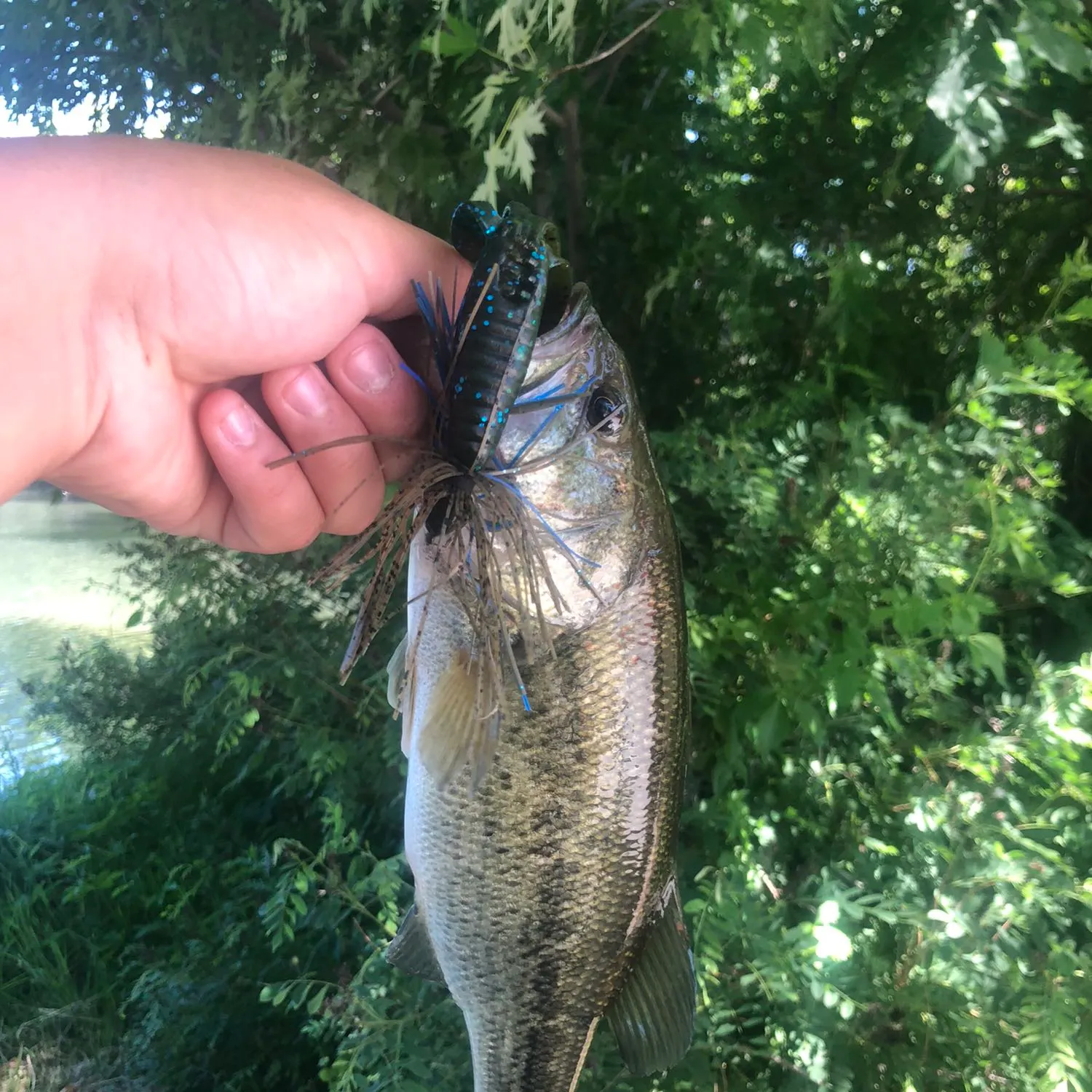 Largemouth bass caught on Fishbrain