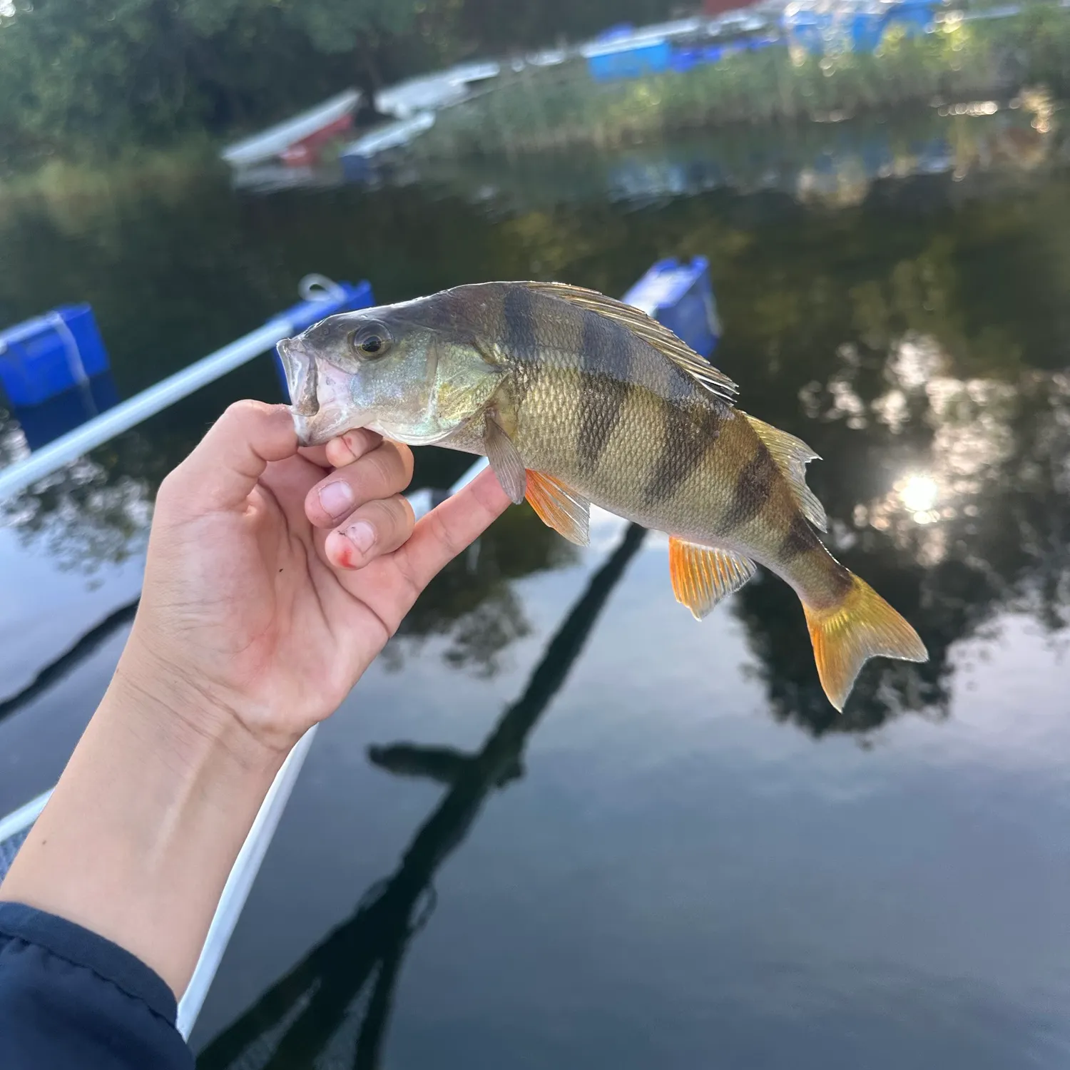 European perch caught on Fishbrain