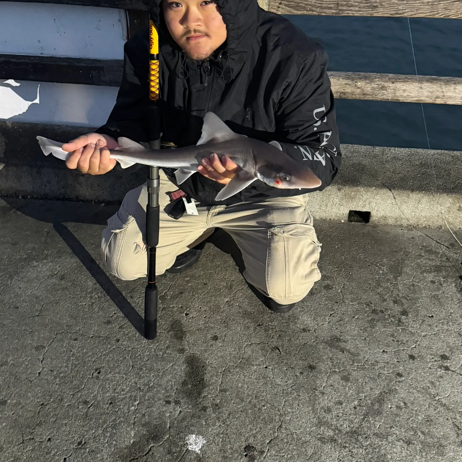 The most recent Brown smooth-hound catches on Fishbrain