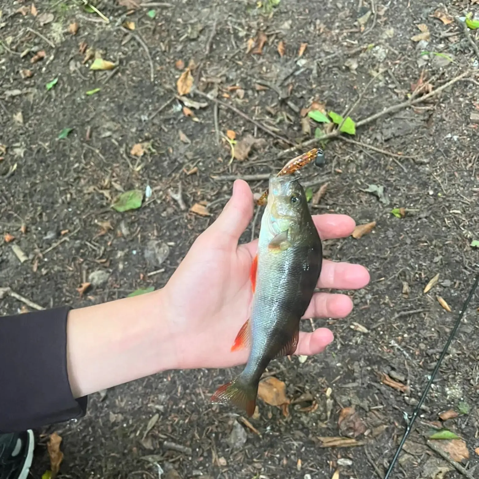 European perch caught on Fishbrain