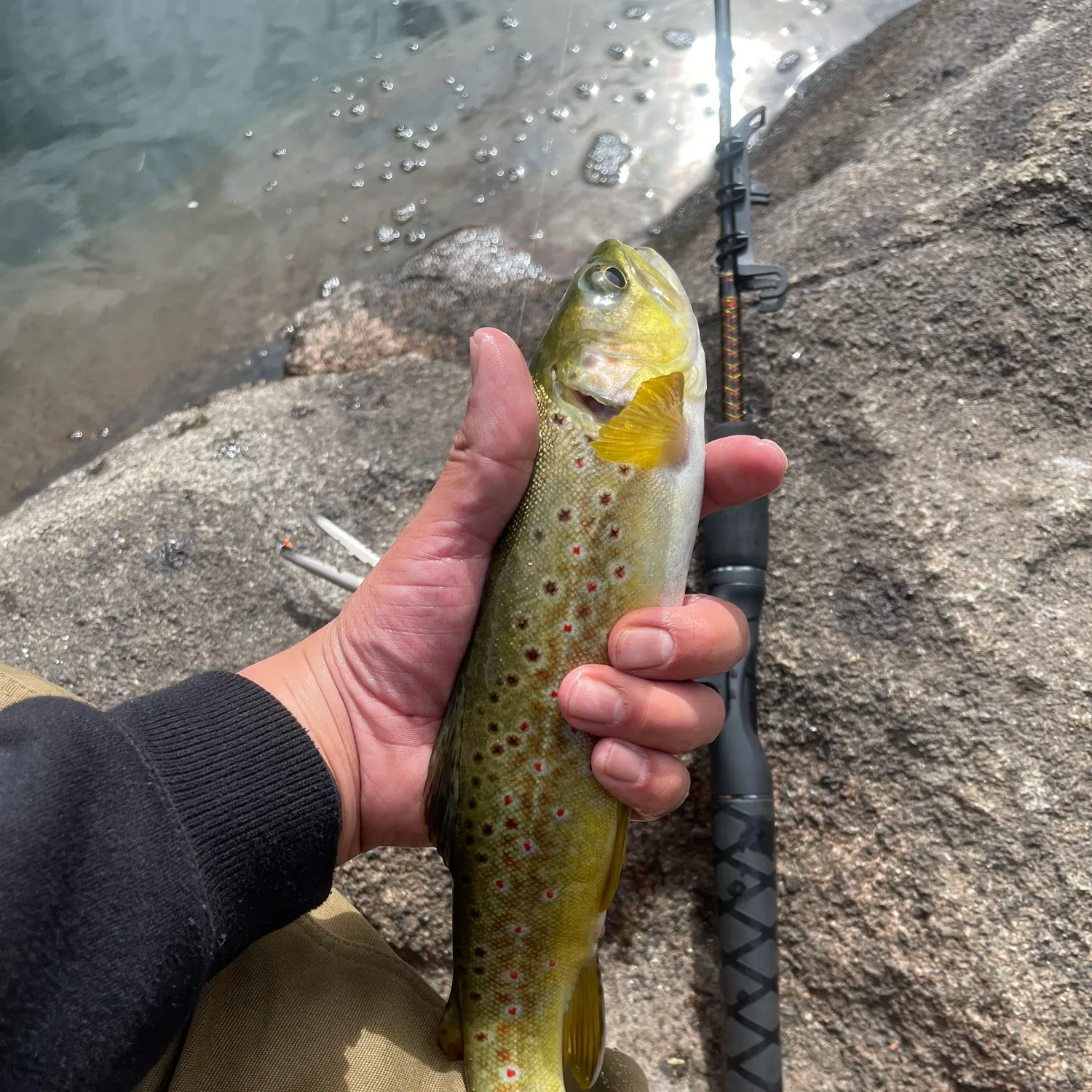 Brown trout caught on Fishbrain