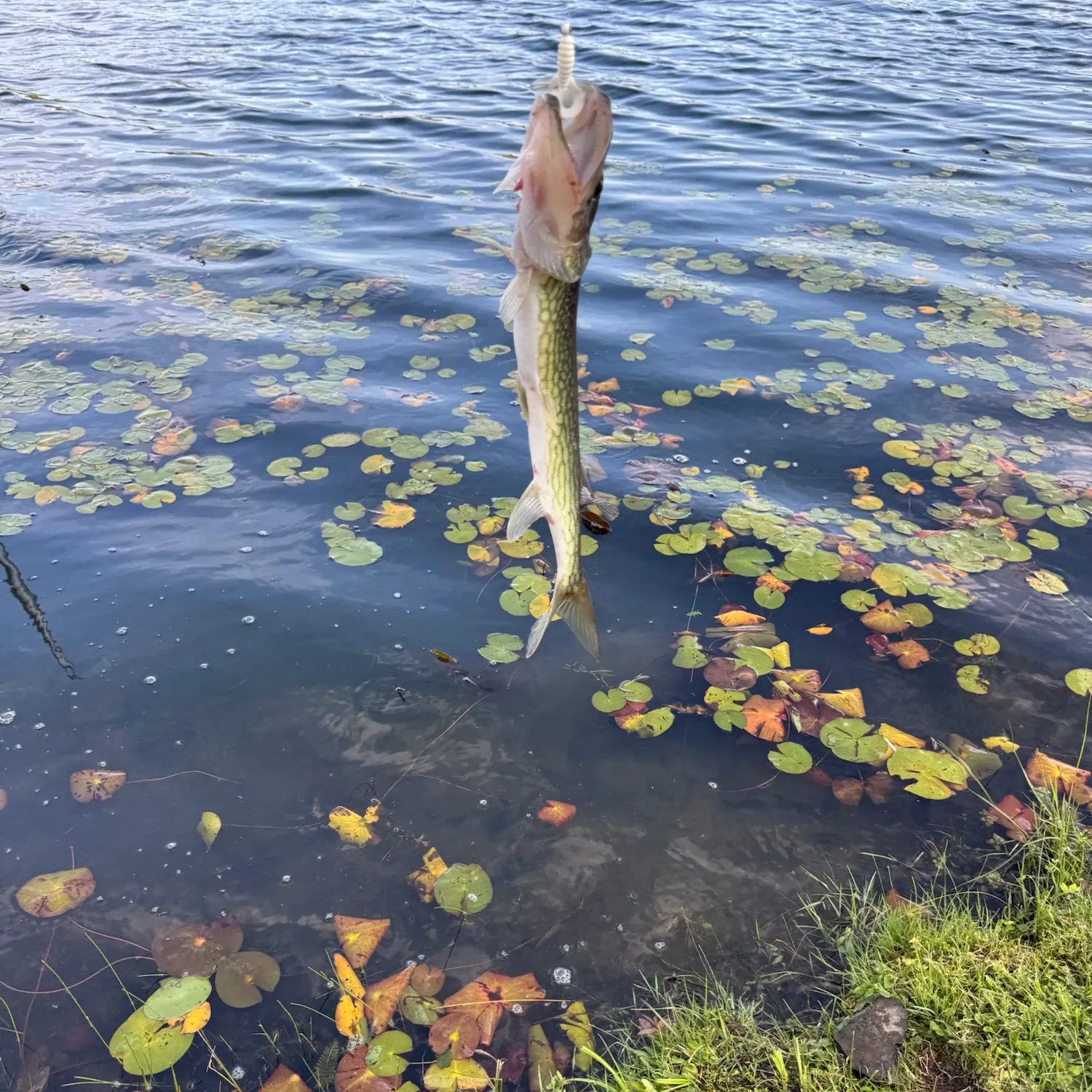 Chain pickerel caught on Fishbrain