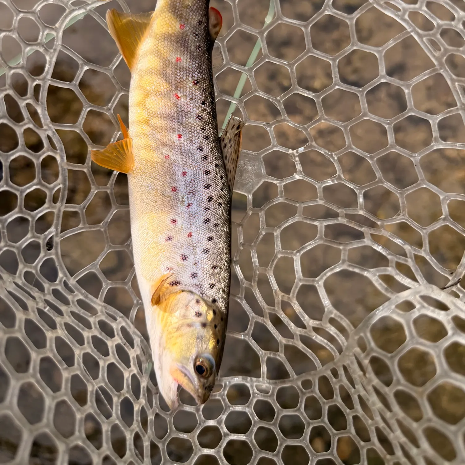 Brown trout caught on Fishbrain