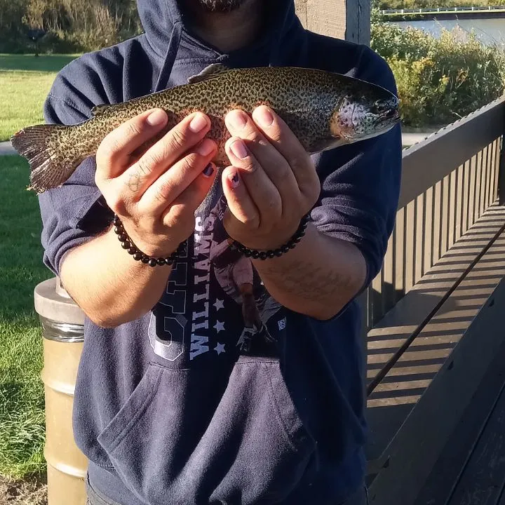 Rainbow trout caught on Fishbrain
