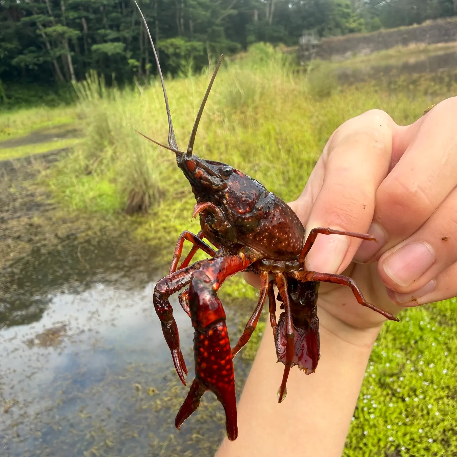 The most recent Red swamp crayfish catches on Fishbrain