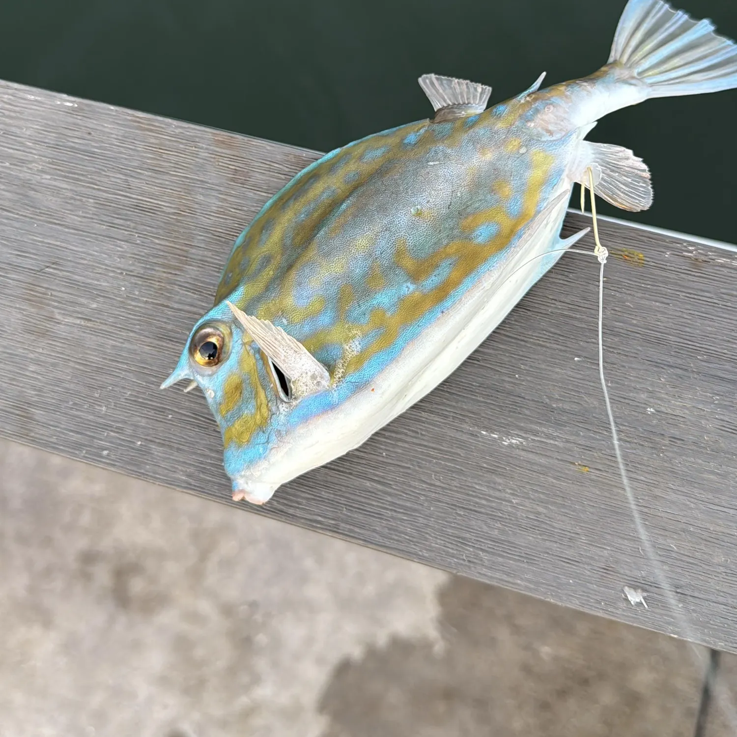The most recent Scrawled cowfish catches on Fishbrain