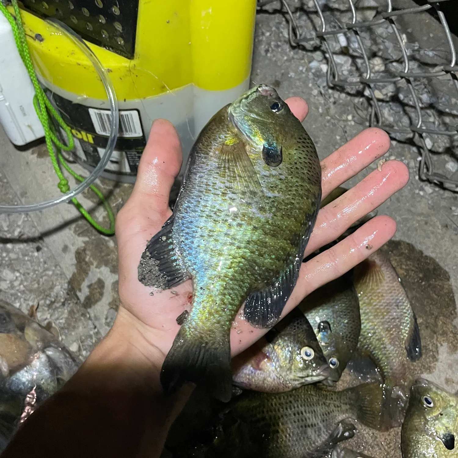 The most recent Bluegill catches on Fishbrain