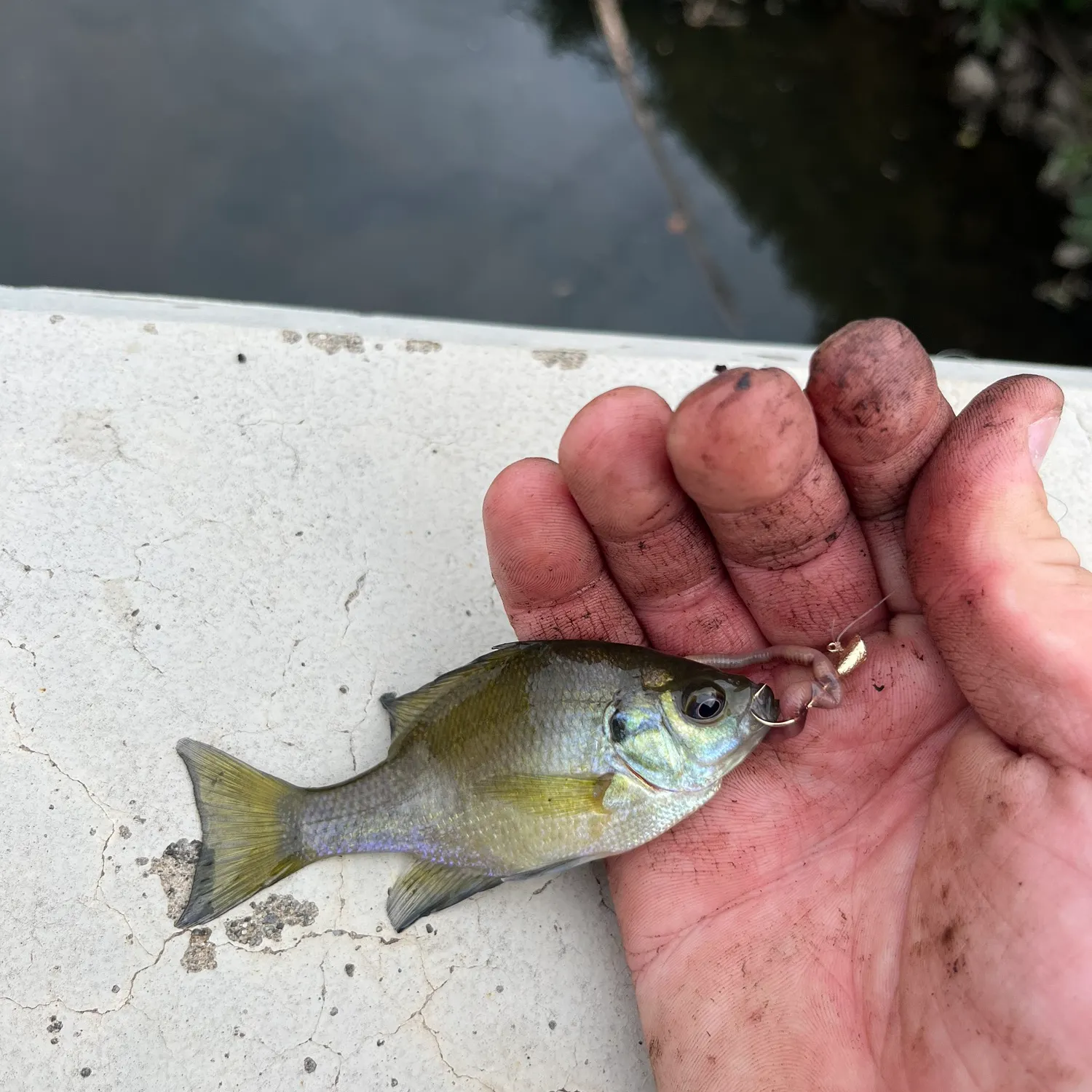 Bluegill caught on Fishbrain