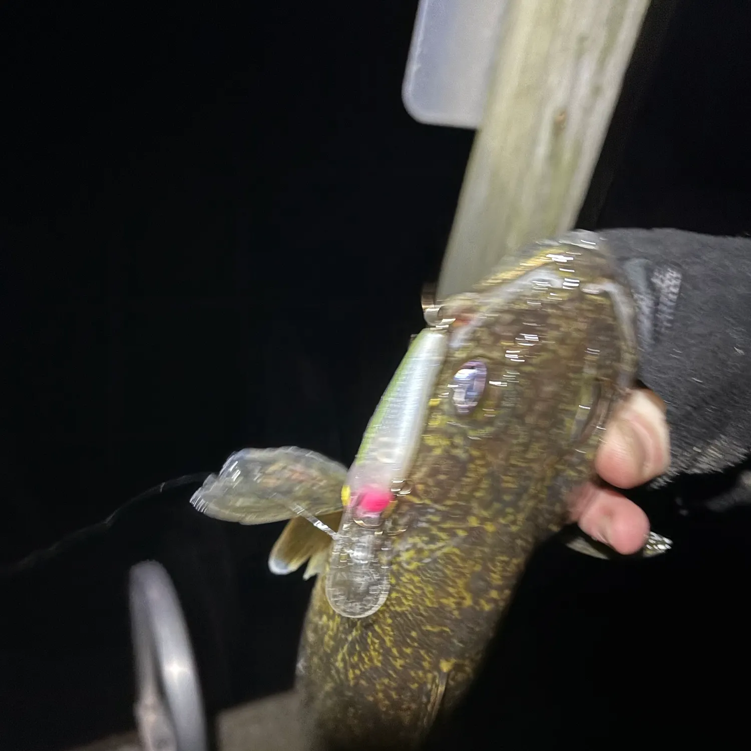 Walleye caught on Fishbrain
