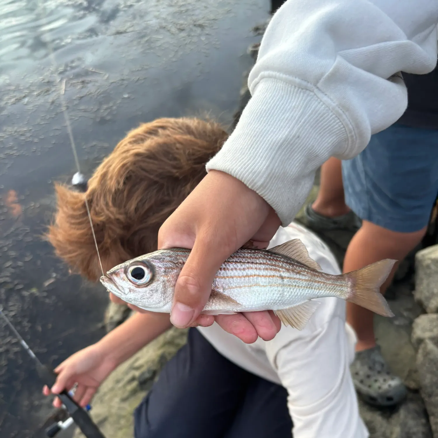 The most recent Salema porgy catches on Fishbrain